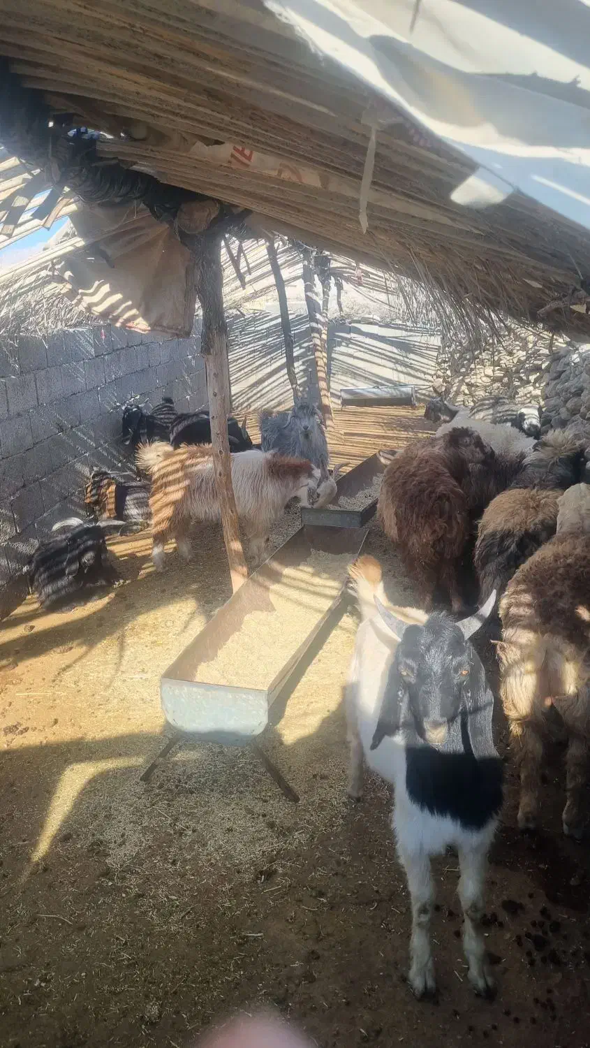 کهره و بره|حیوانات مزرعه|فراشبند, |دیوار