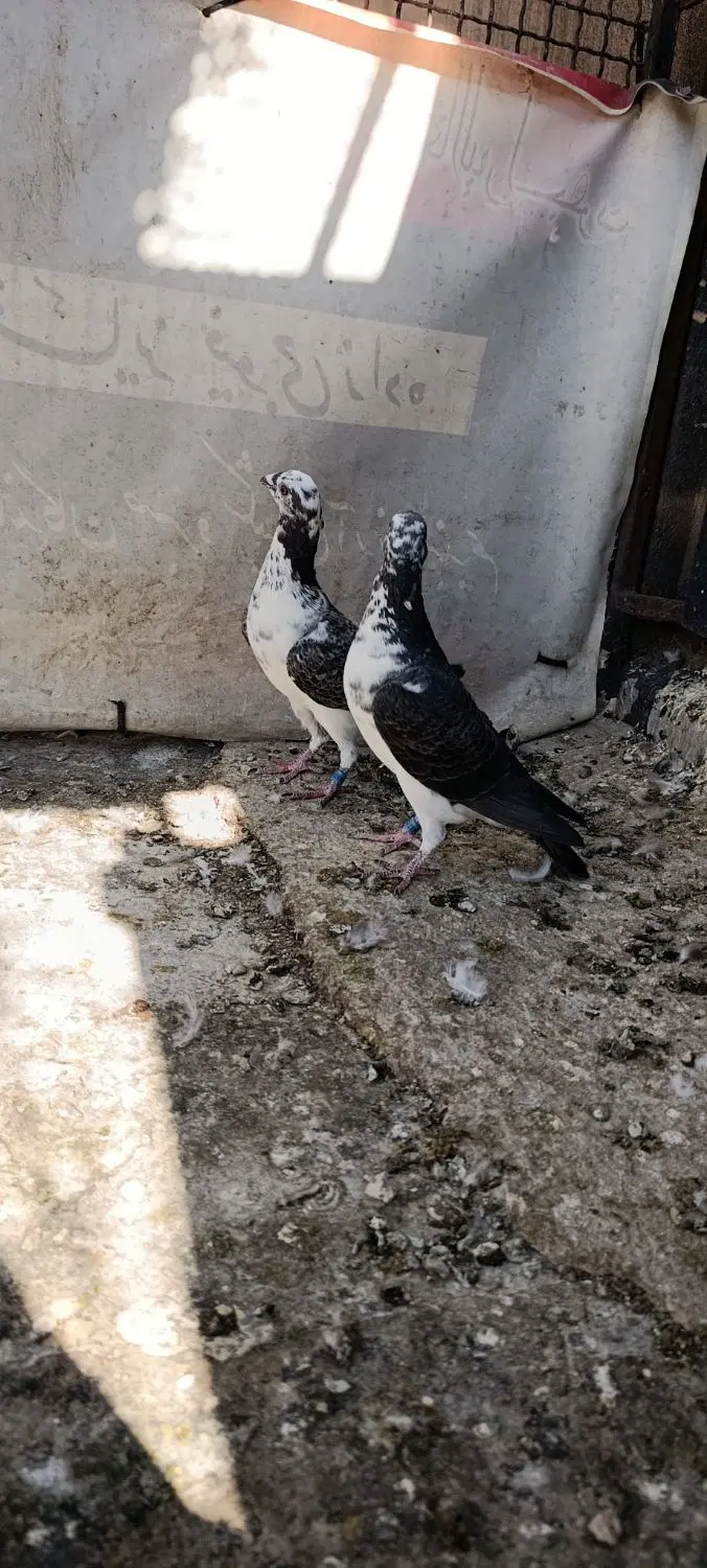 بزک|پرنده|شیراز, دارالرحمه|دیوار