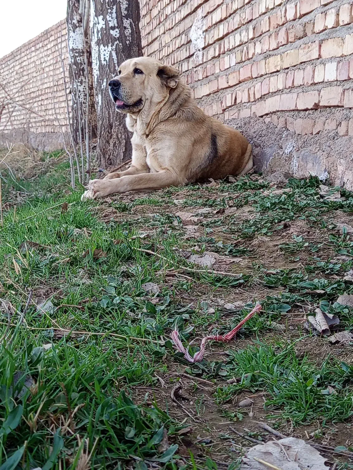 سگ گوسفندی|سگ|نیشابور, مازول|دیوار