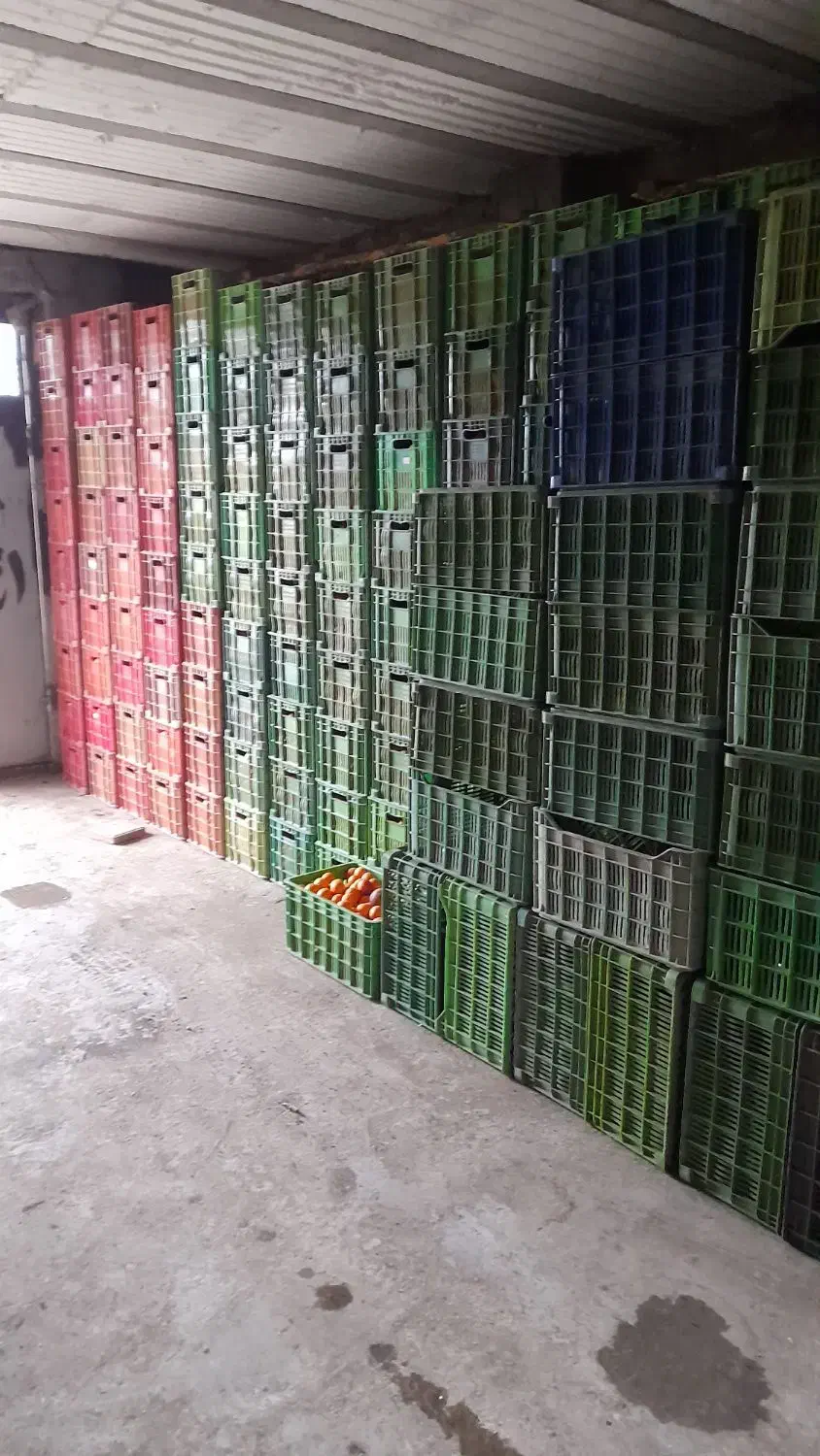 فروش پرتقال خونی وتامسون|عمده‌فروشی|خرم‌آباد (تنکابن), |دیوار