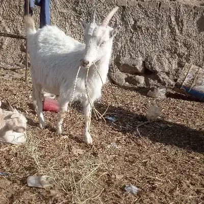 نر بزغاله سانن|حیوانات مزرعه|شاهرود, |دیوار