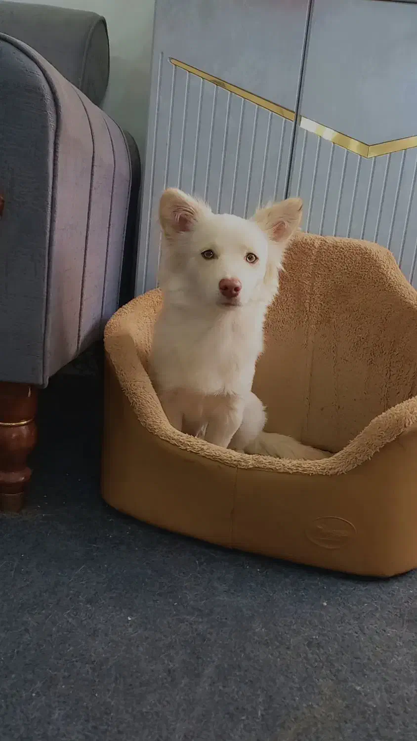 سگ خانگی تربیت شده|حیوانات|نهاوند, |دیوار