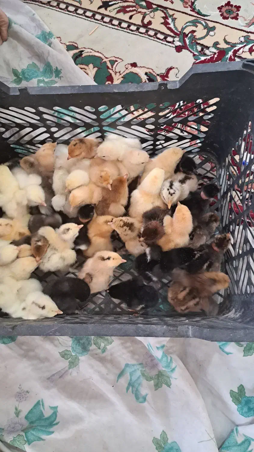 جوجه نژادی|حیوانات مزرعه|بهبهان, |دیوار