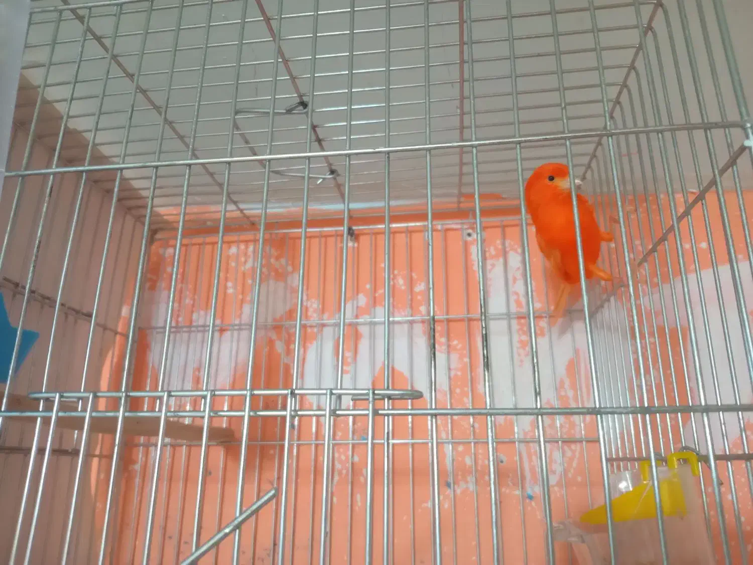 قناری نر و ماده|پرنده|سنقر, |دیوار