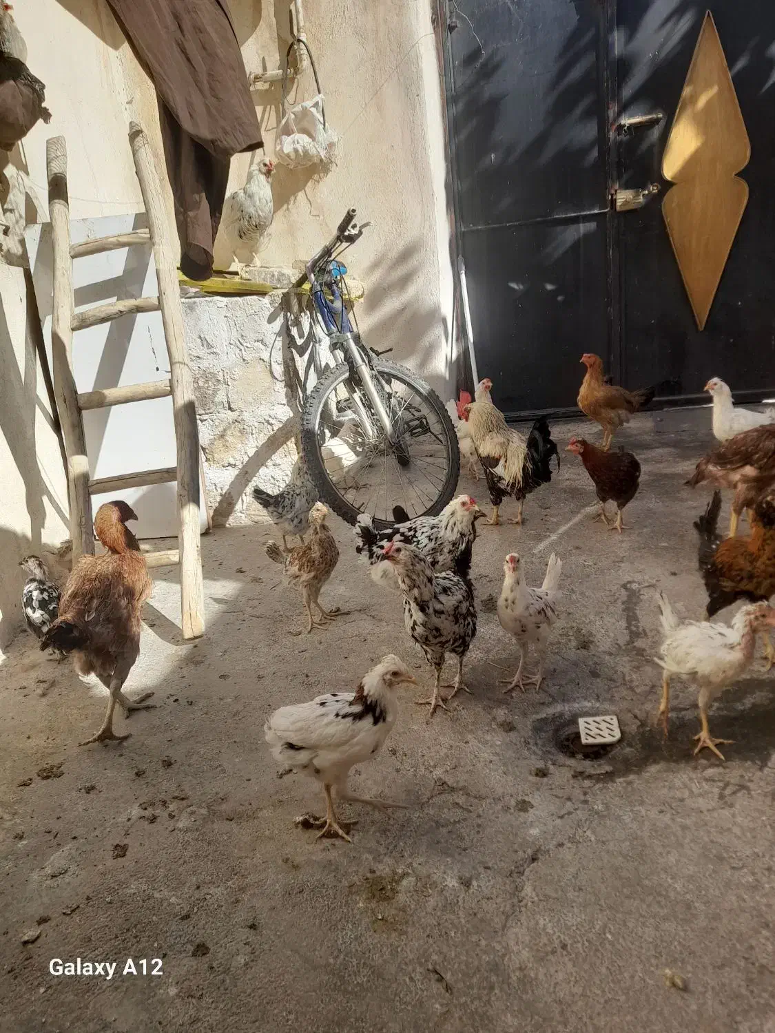 گلین۵۰عدد مرع و جوجه گلین|حیوانات مزرعه|کرمانشاه, |دیوار