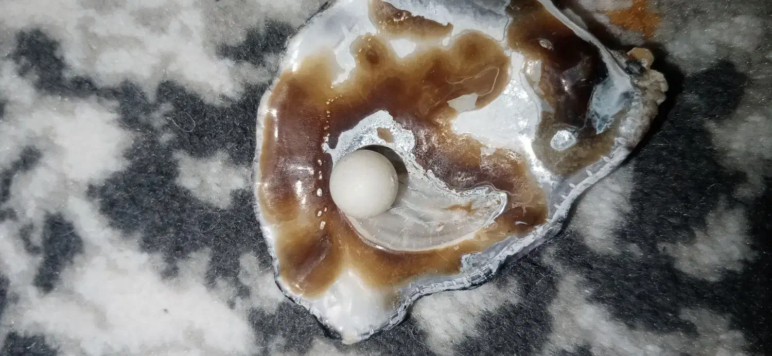 مرواریداصل همراه باصدف|جواهرات|مشهد, احمدآباد|دیوار