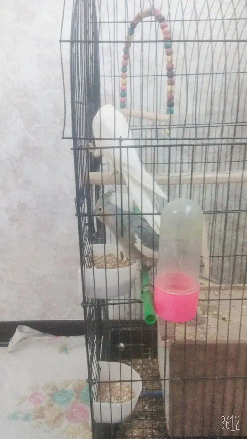 عروس هلندی|پرنده|فولادشهر, C3|دیوار