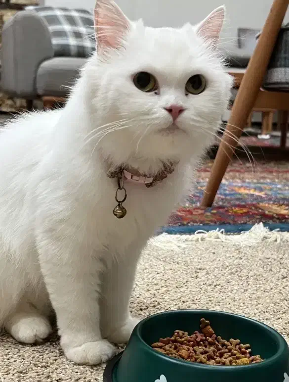 گمشده|حیوانات|خمین, |دیوار