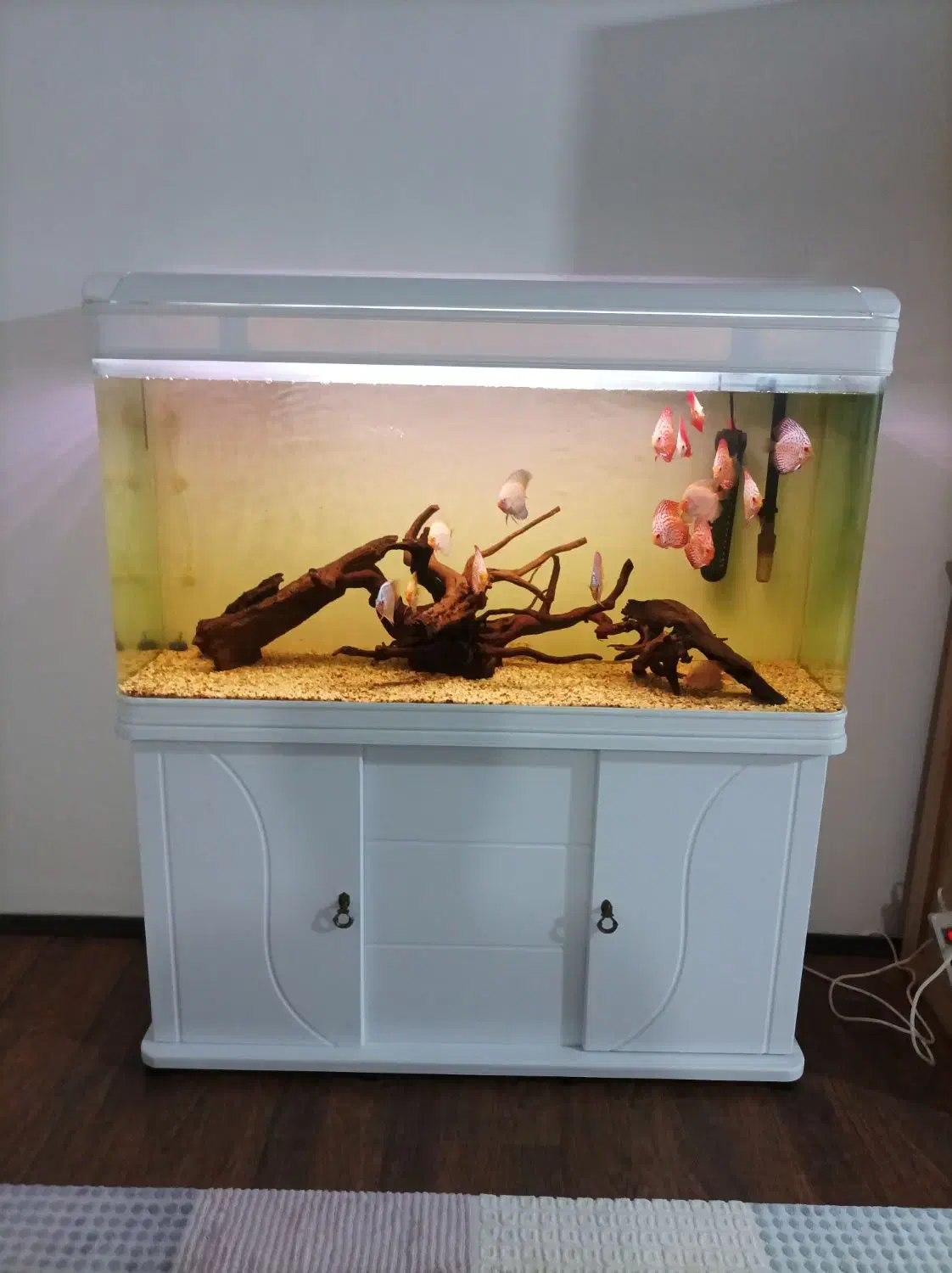 گله دیسکس|ماهی|محمدشهر, محمدشهر|دیوار