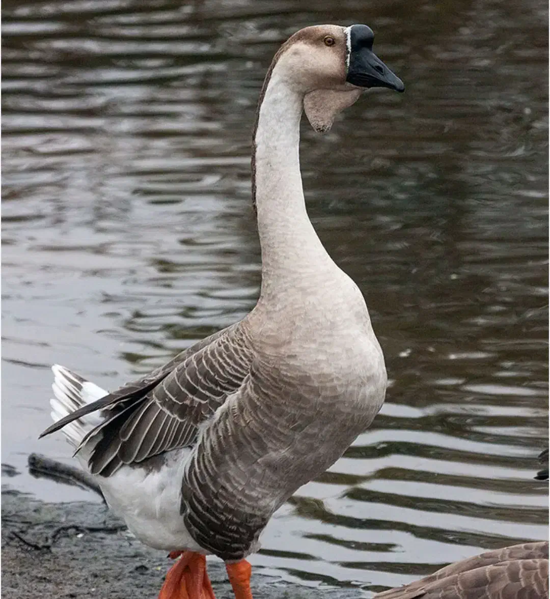 سلام بوقلمون 5عدد 2عدد غاز 2عدد قوغاز|حیوانات مزرعه|باسمنج, |دیوار
