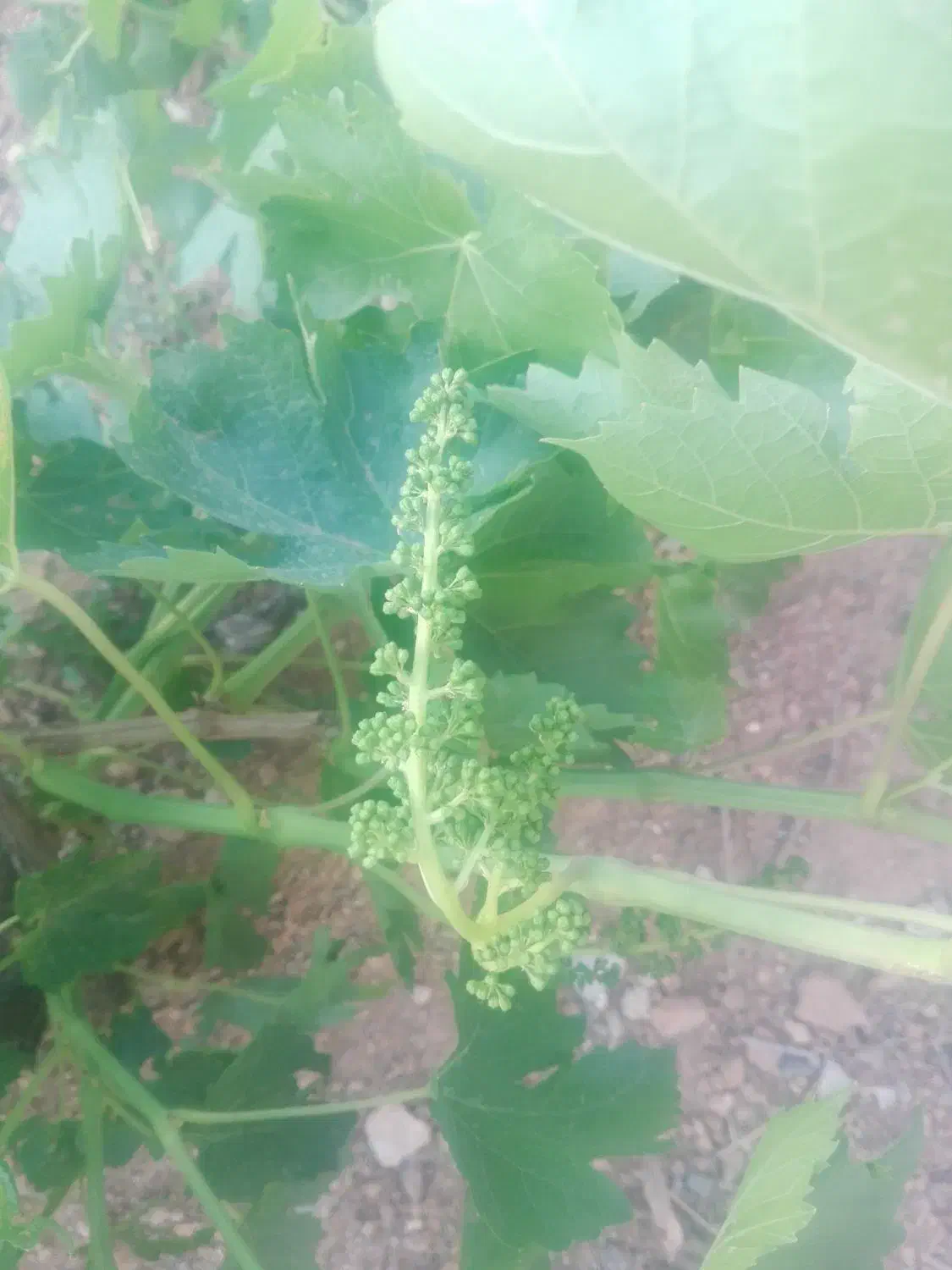 نهال صنوبرنیگرا|حراج|اسدآباد, |دیوار