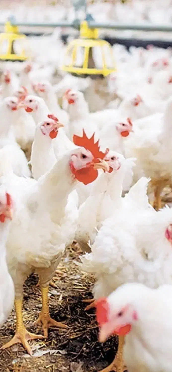 کود مرغی|خدمات باغبانی و درختکاری|رفسنجان, |دیوار