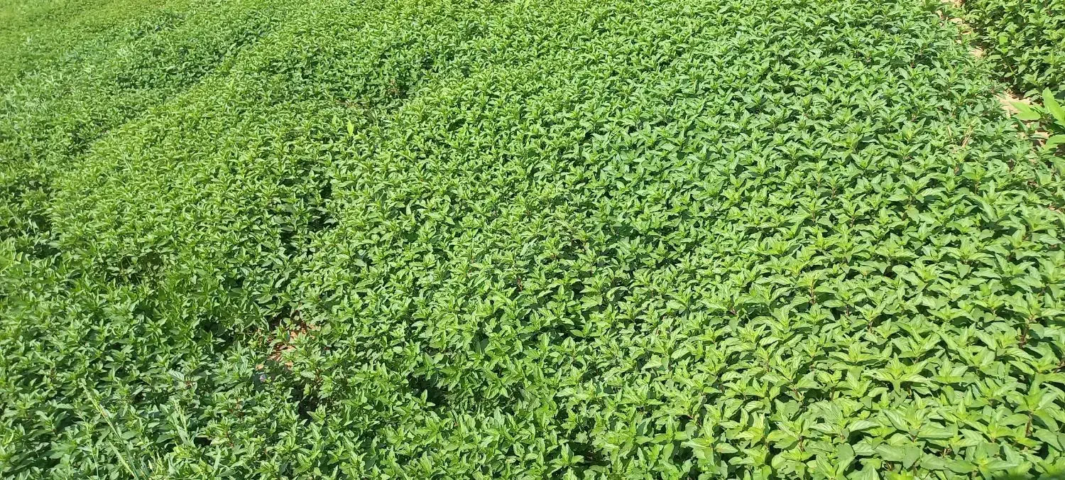 ریشه نعنا فلفلی|گل و گیاه طبیعی|صالح آباد (ایلام), |دیوار