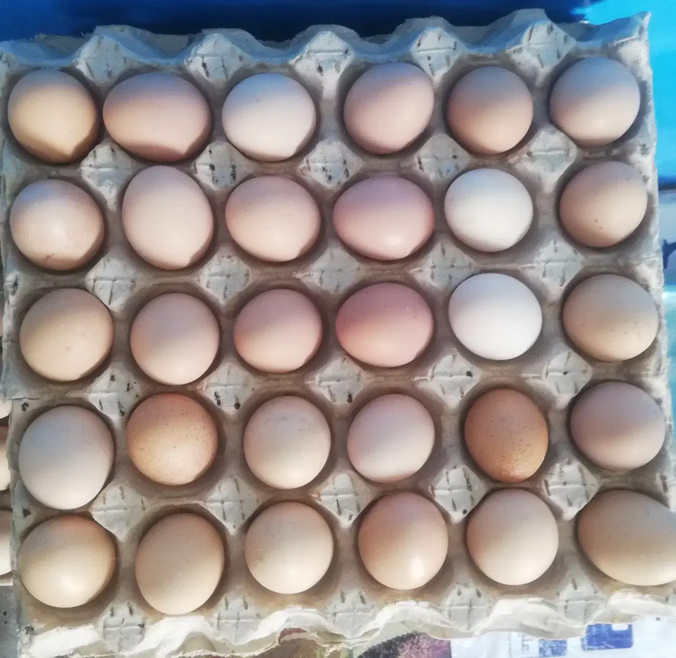 تخم مرغ گلپایگانی|خوردنی و آشامیدنی|رباط‌کریم, رباط‌کریم|دیوار