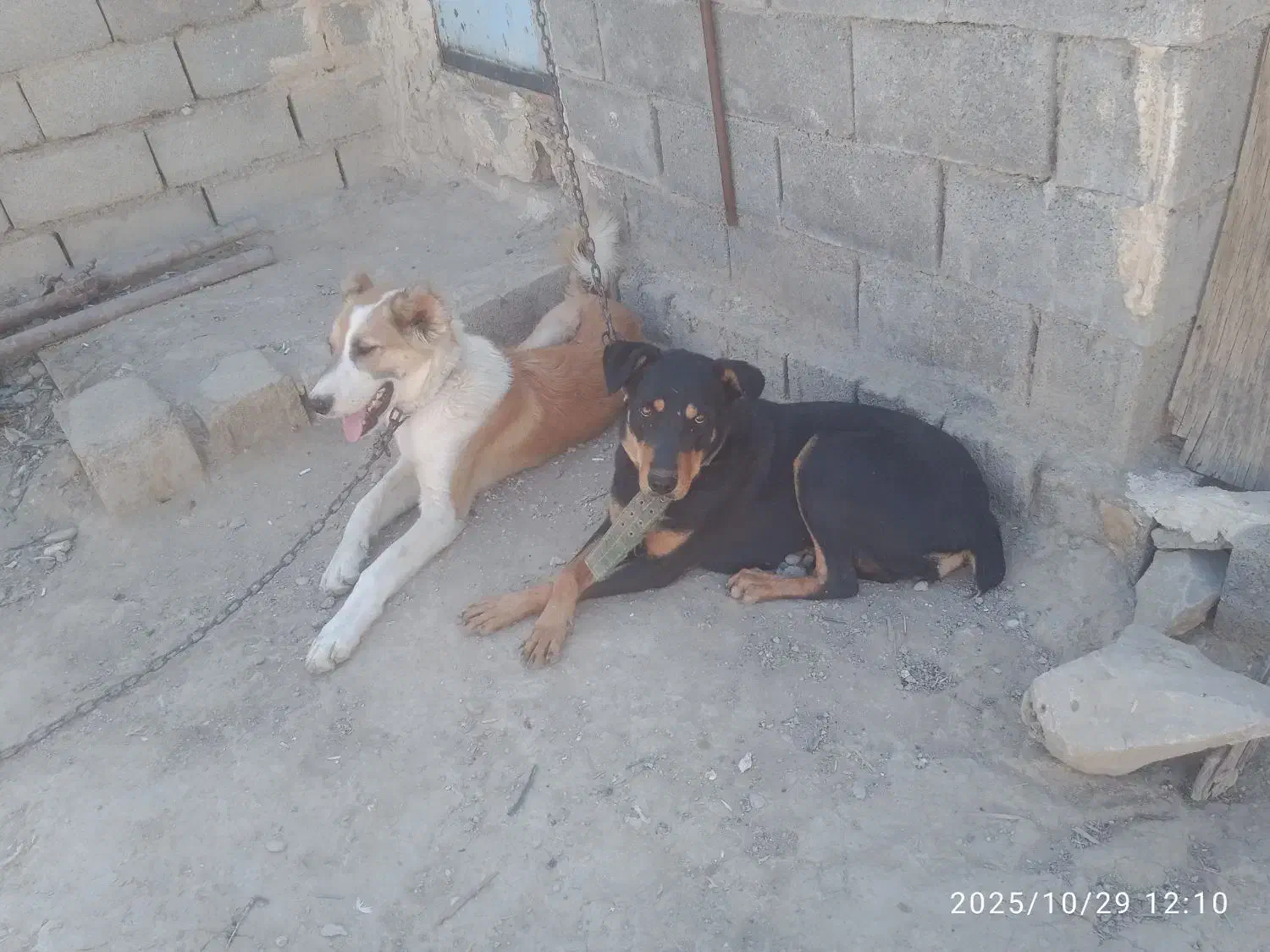 دوبرمن سحرایی|سگ|بهبهان, |دیوار