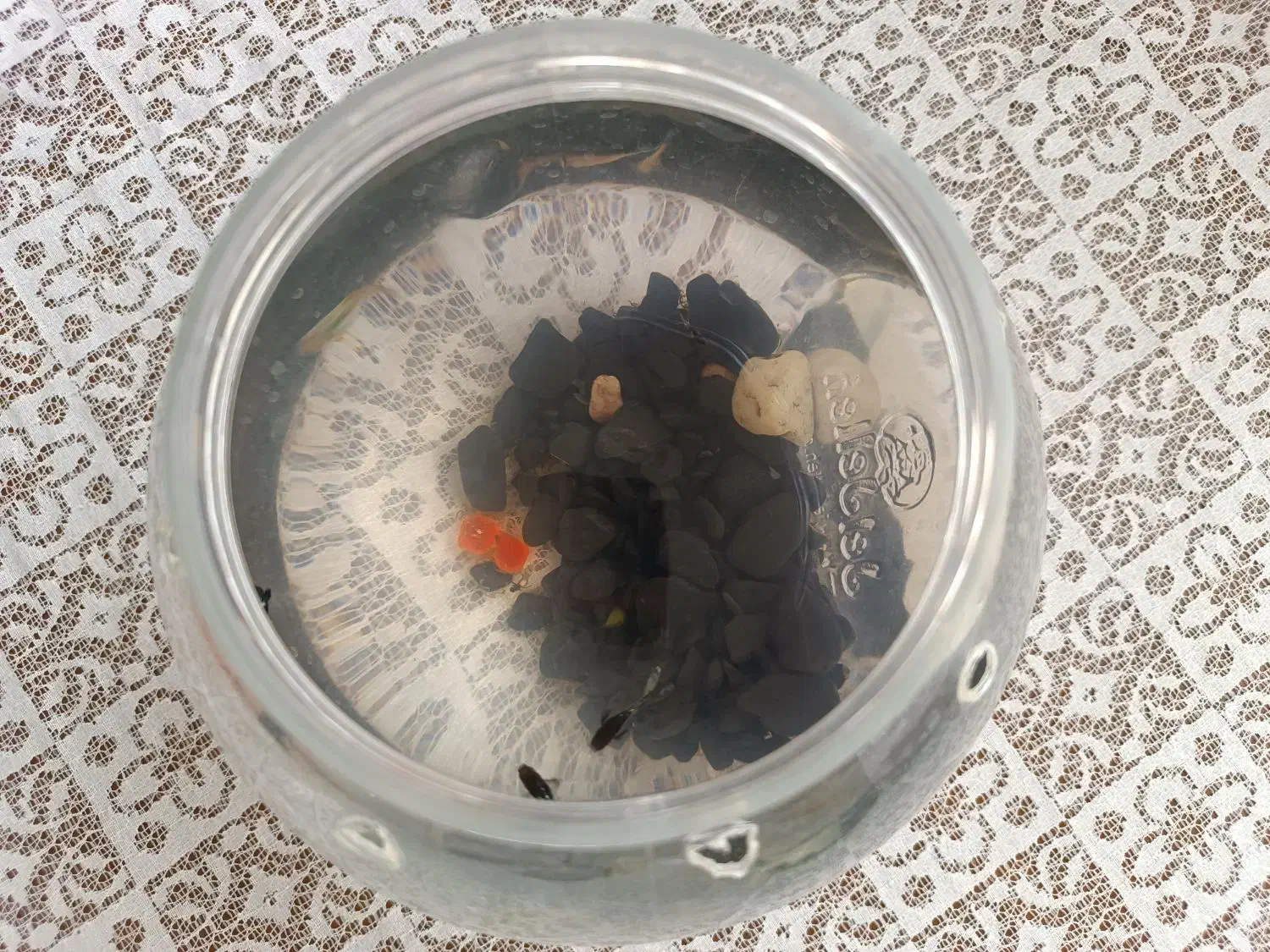 ماهی گپی|ماهی|تبریز, |دیوار