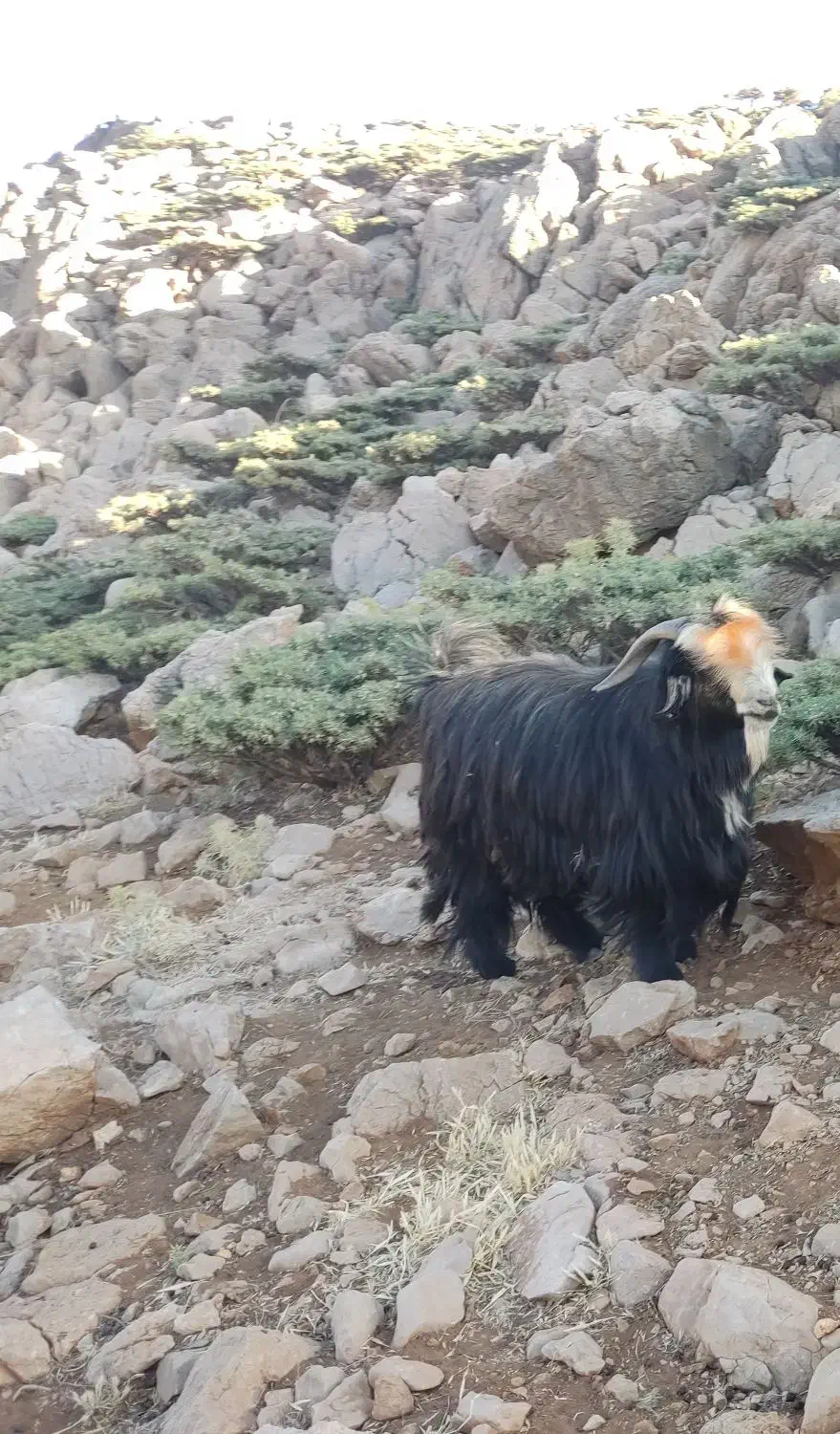 بعده تخمی|حیوانات مزرعه|میانکوه, |دیوار