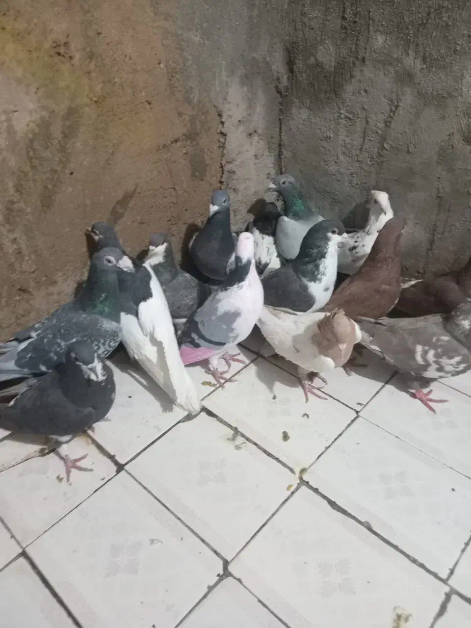 شیراز|پرنده|شیراز, کوشک میدان|دیوار