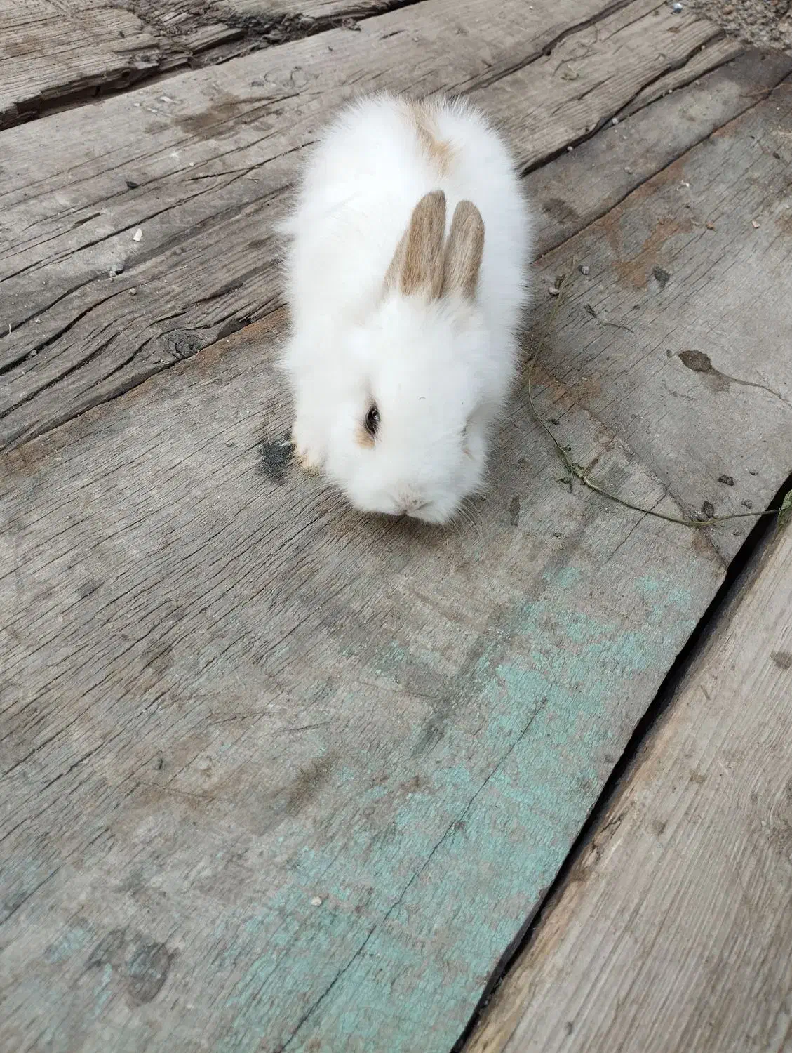 بچه خرگوش لپ|موش و خرگوش|اهر, |دیوار