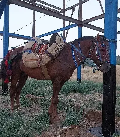 یورقه تندباری|اسب و تجهیزات اسب‌سواری|مریوان, |دیوار