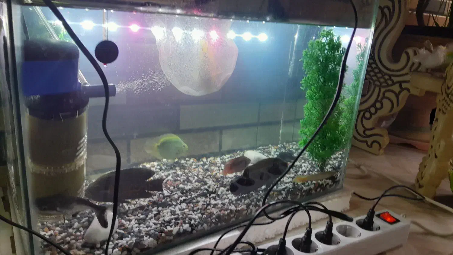 ماهی با اکواریم|ماهی|مشکین‌دشت, |دیوار