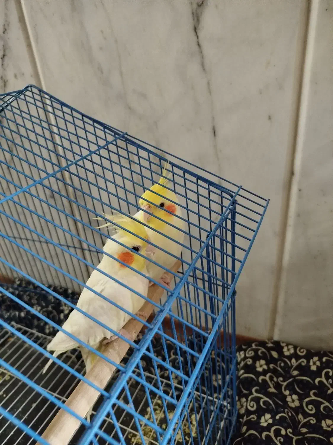 عروس هلندی فروشی|پرنده|کلاله, |دیوار