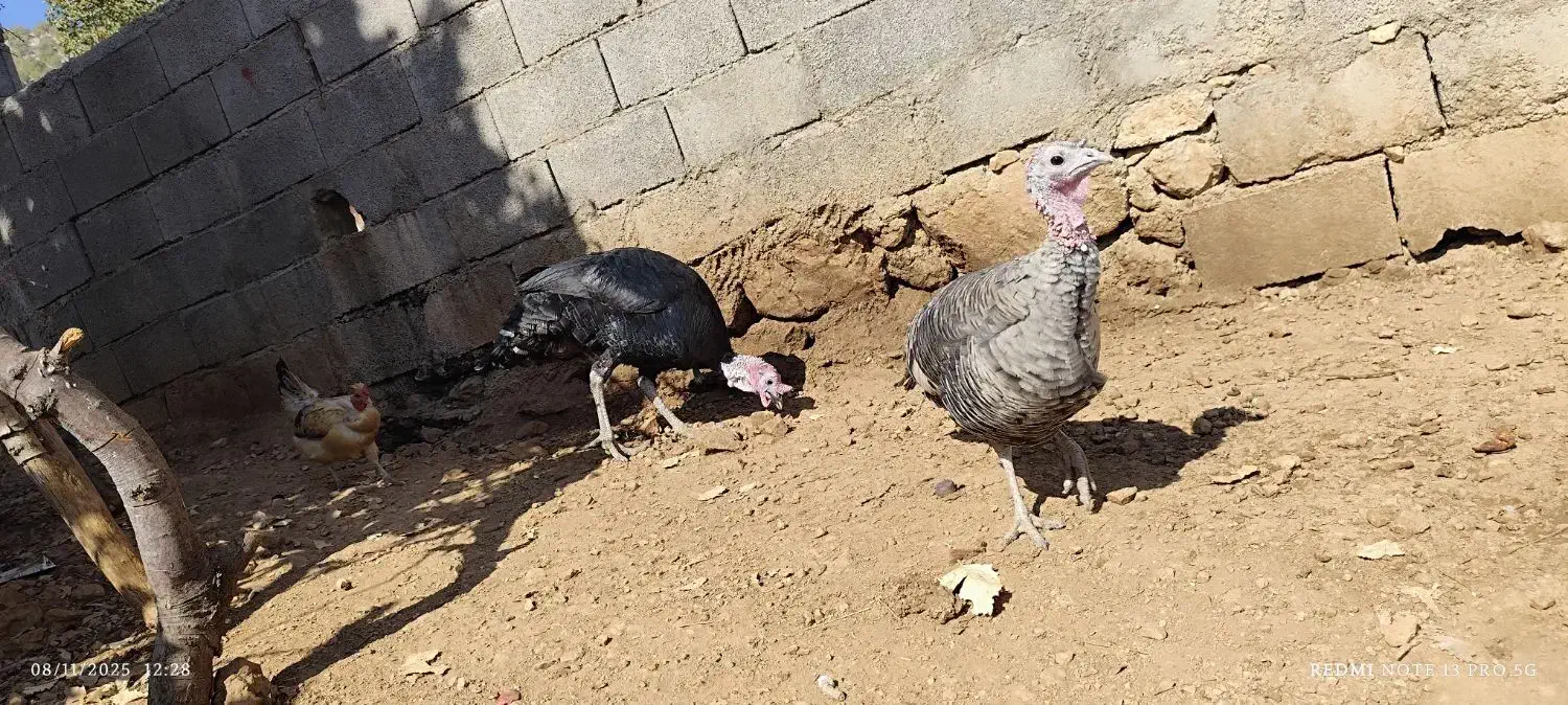 پرنده|پرنده|چاروسا, |دیوار