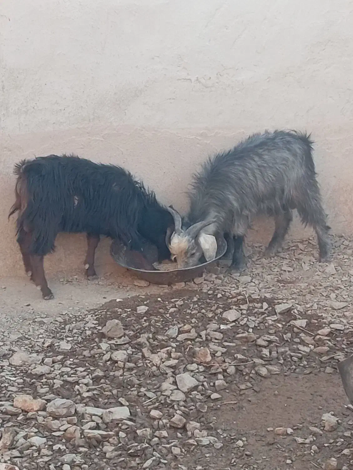 بزغاله نر|حیوانات مزرعه|لالجین, |دیوار