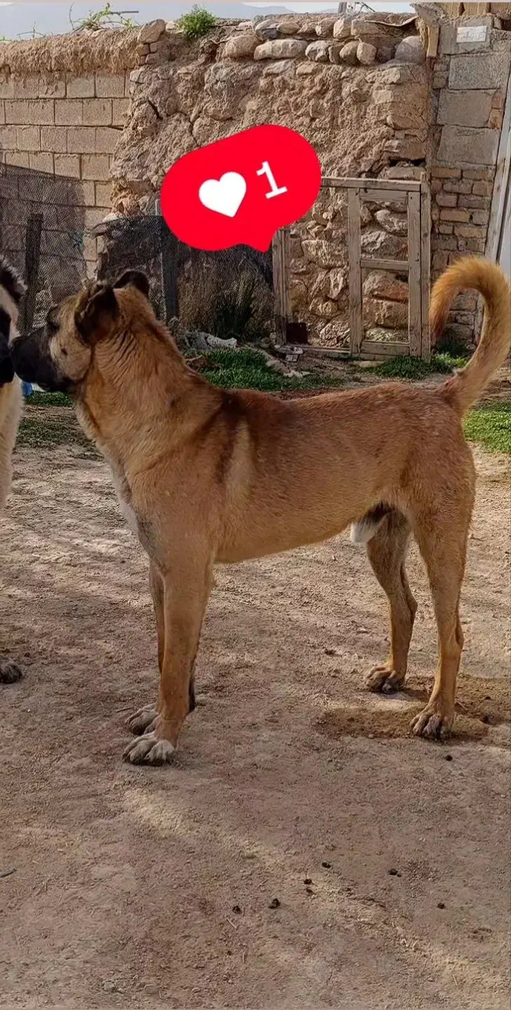 گم شده|سگ|نورآباد, |دیوار