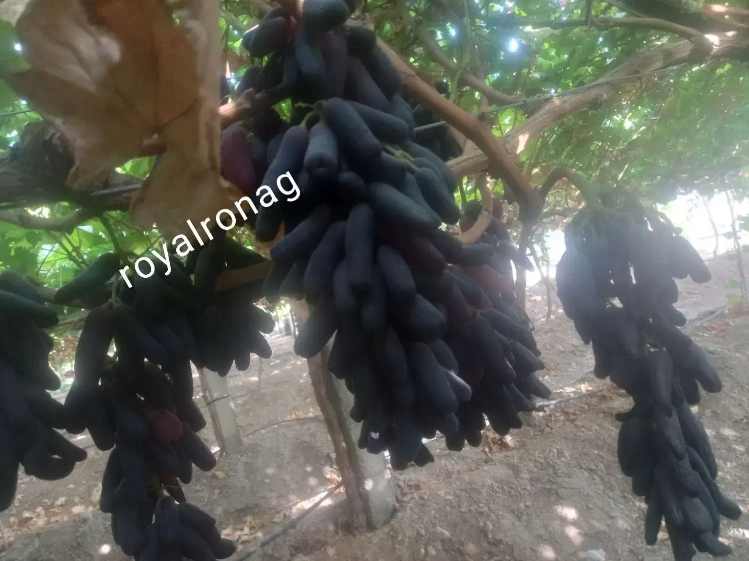 نهال انگور با ارقام های موجود پر کیفیت|خدمات باغبانی و درختکاری|پلدشت, |دیوار