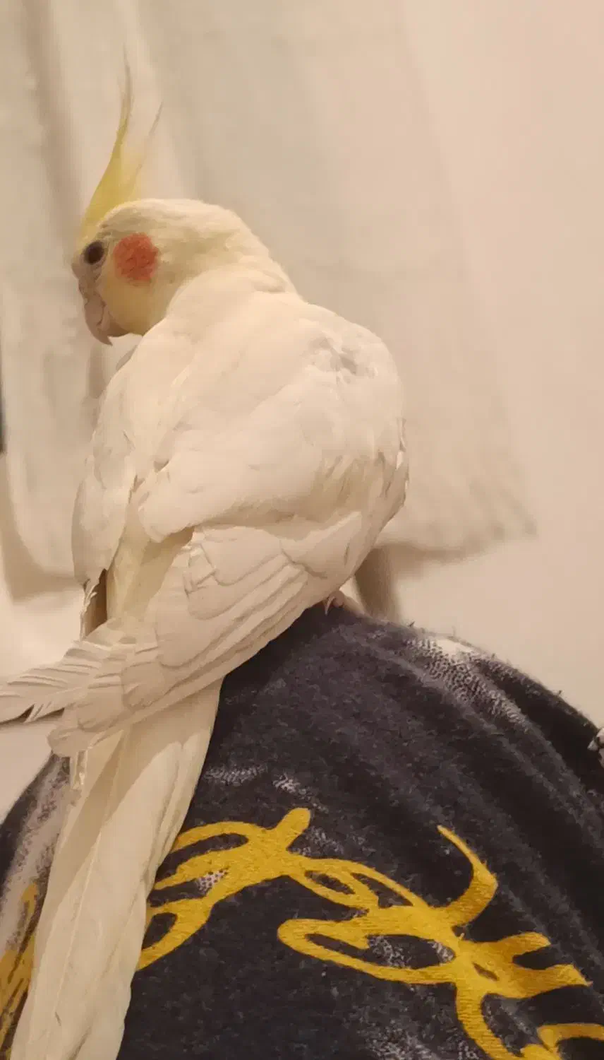 عروس هلندی مولد|پرنده|مهاباد (آذربایجان غربی), |دیوار