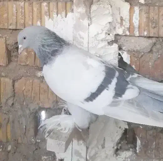 کبوتر یا کفتر|پرنده|مرودشت, ابوذر شمالی|دیوار