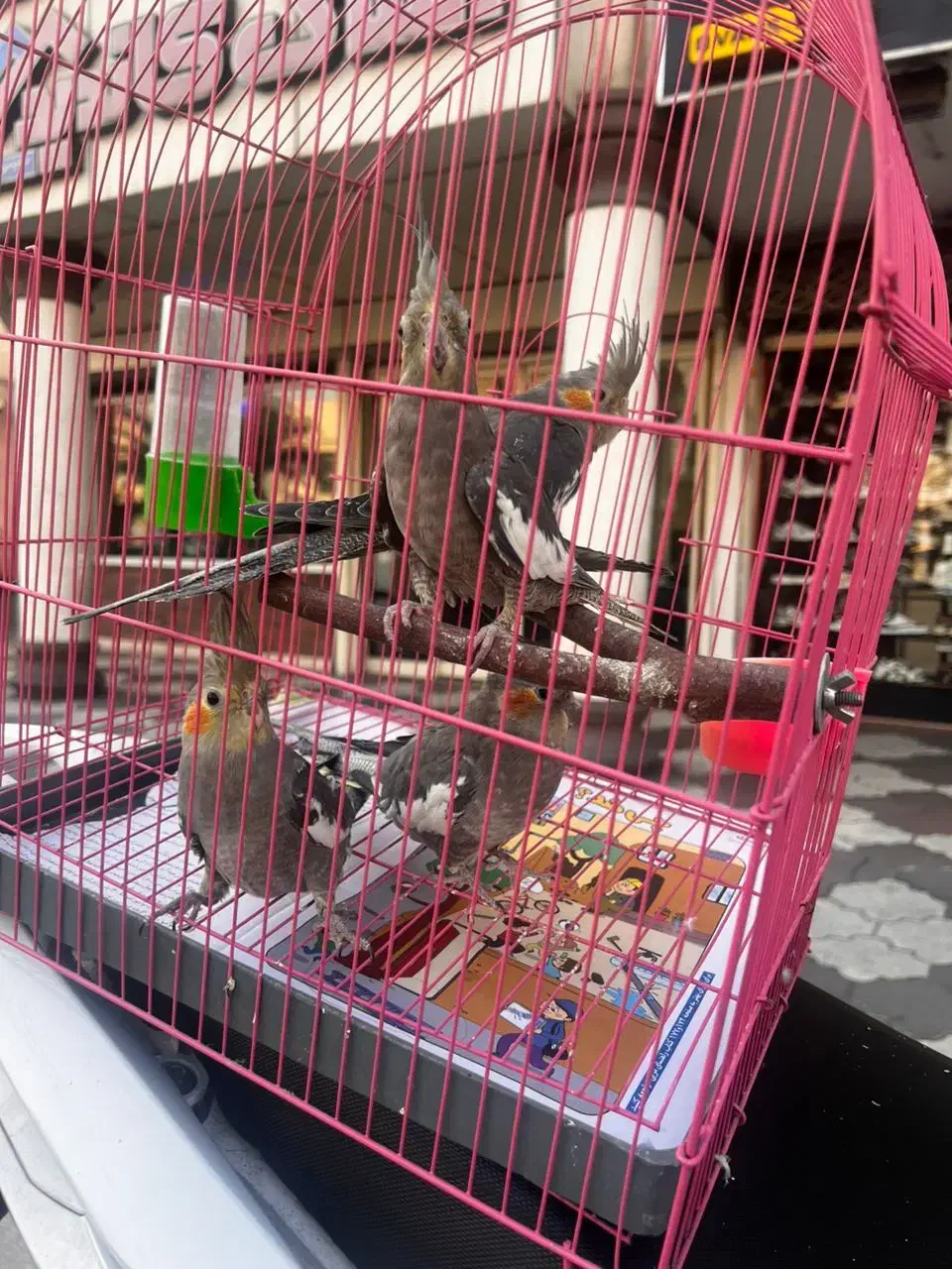 عروس هلندی|پرنده|رشت, نیکمرام|دیوار