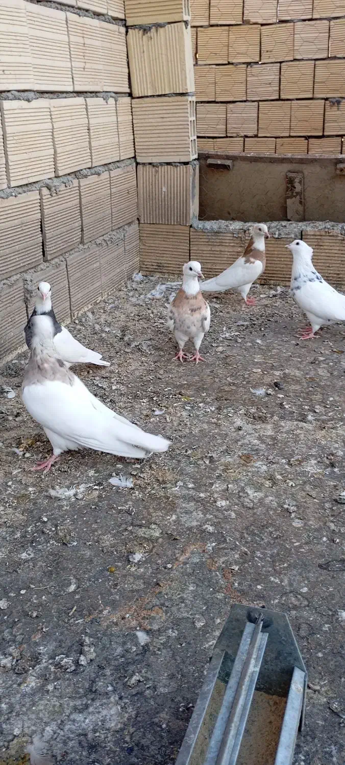 کبوتر طوقی نرو ماده|پرنده|جوانرود, |دیوار