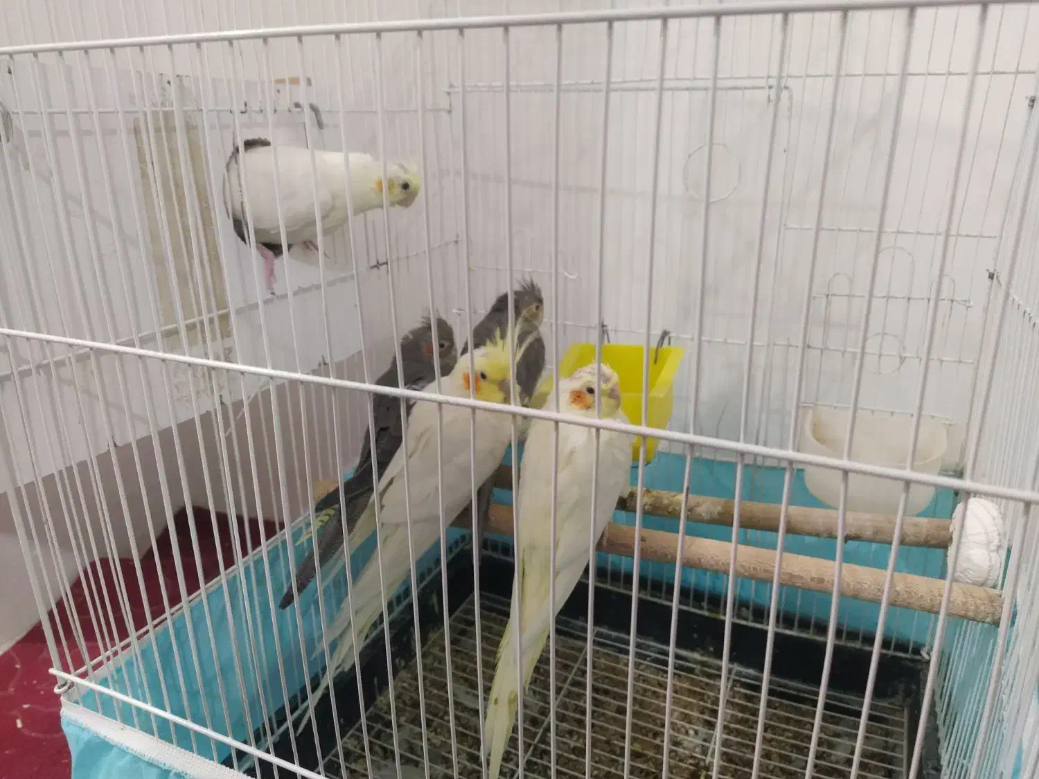 2 جفت عروس هلندی|پرنده|محمدیه-قزوین, |دیوار