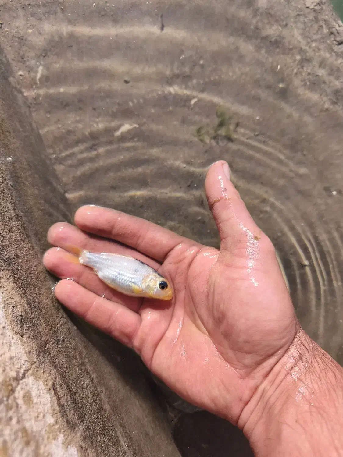 ماهی کوی|ماهی|مهریز, |دیوار