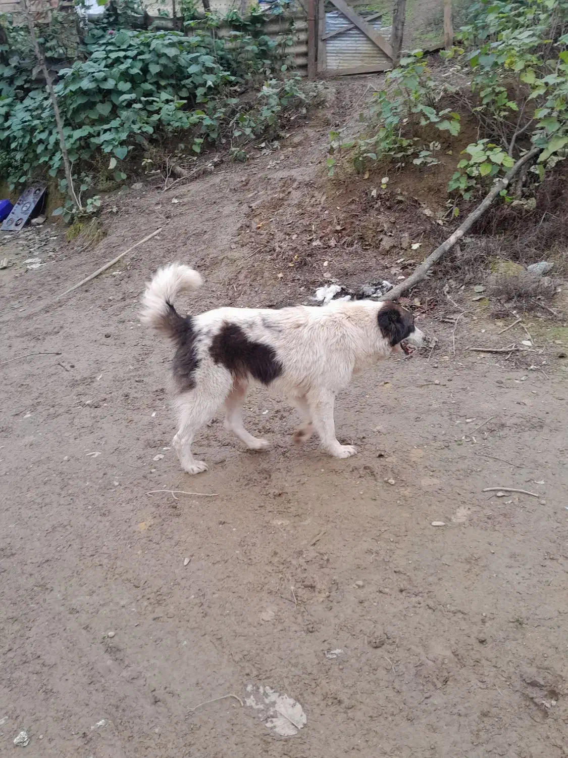 واگذاری سگ چوپانی وشکاری|سگ|احمدسرگوراب, |دیوار