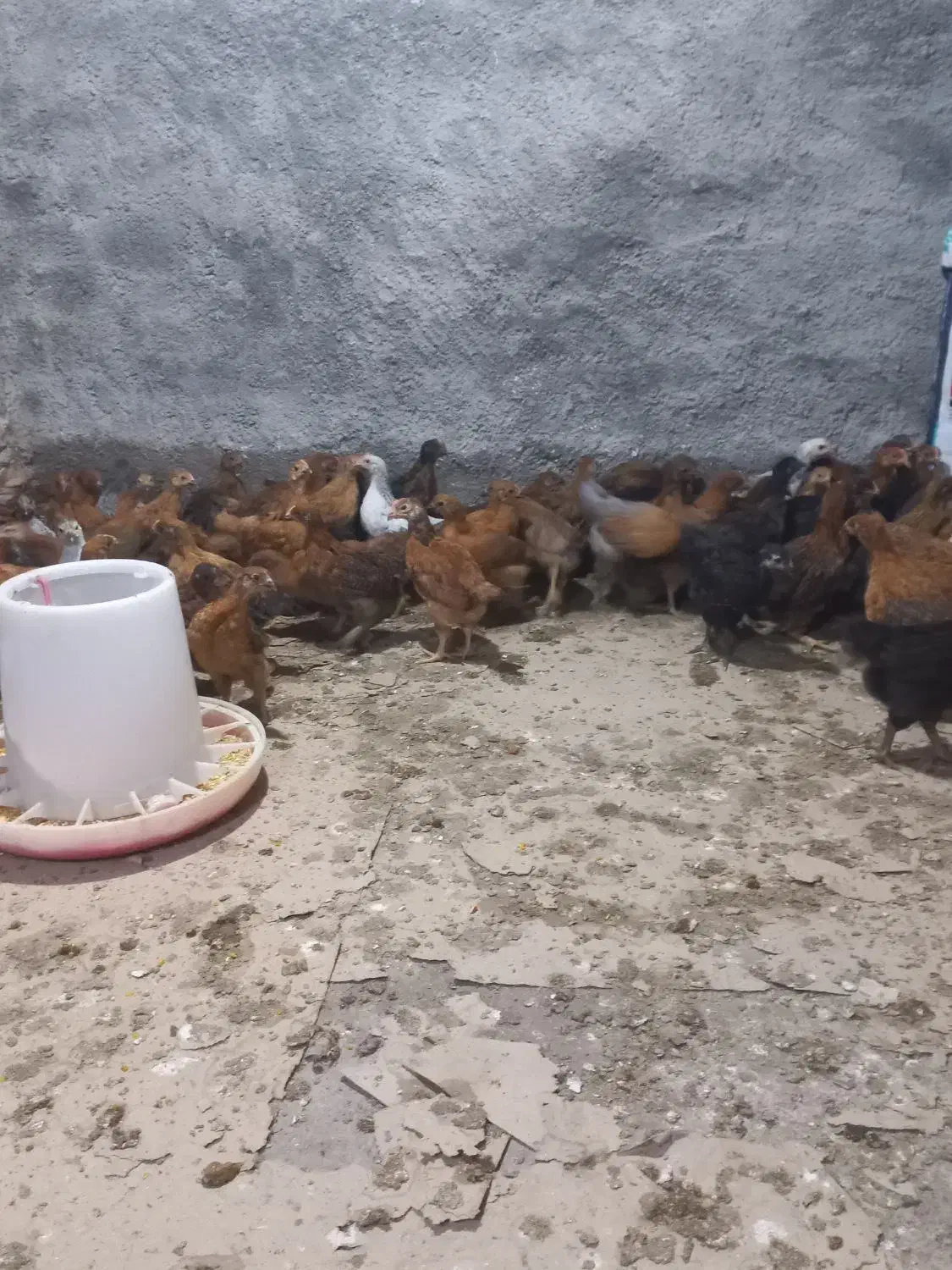 جوجه گلپایگانی|حیوانات مزرعه|گمیشان, |دیوار