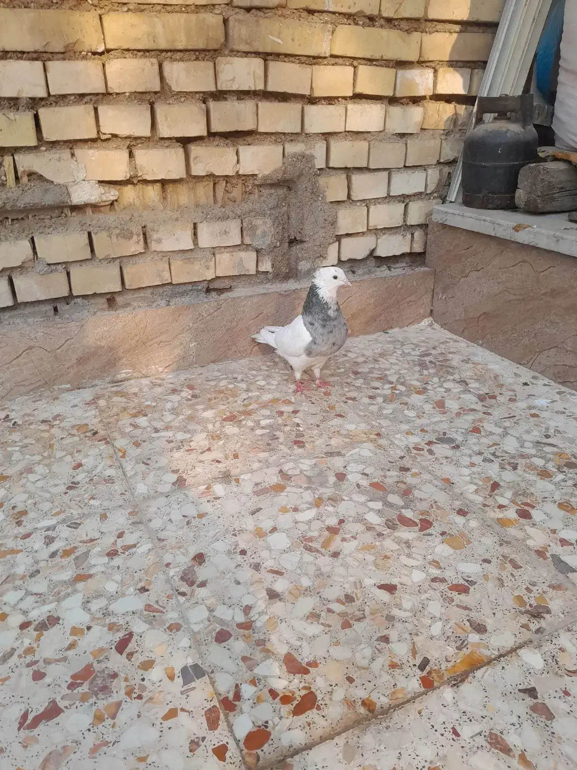 کبوتر|پرنده|باوی, |دیوار