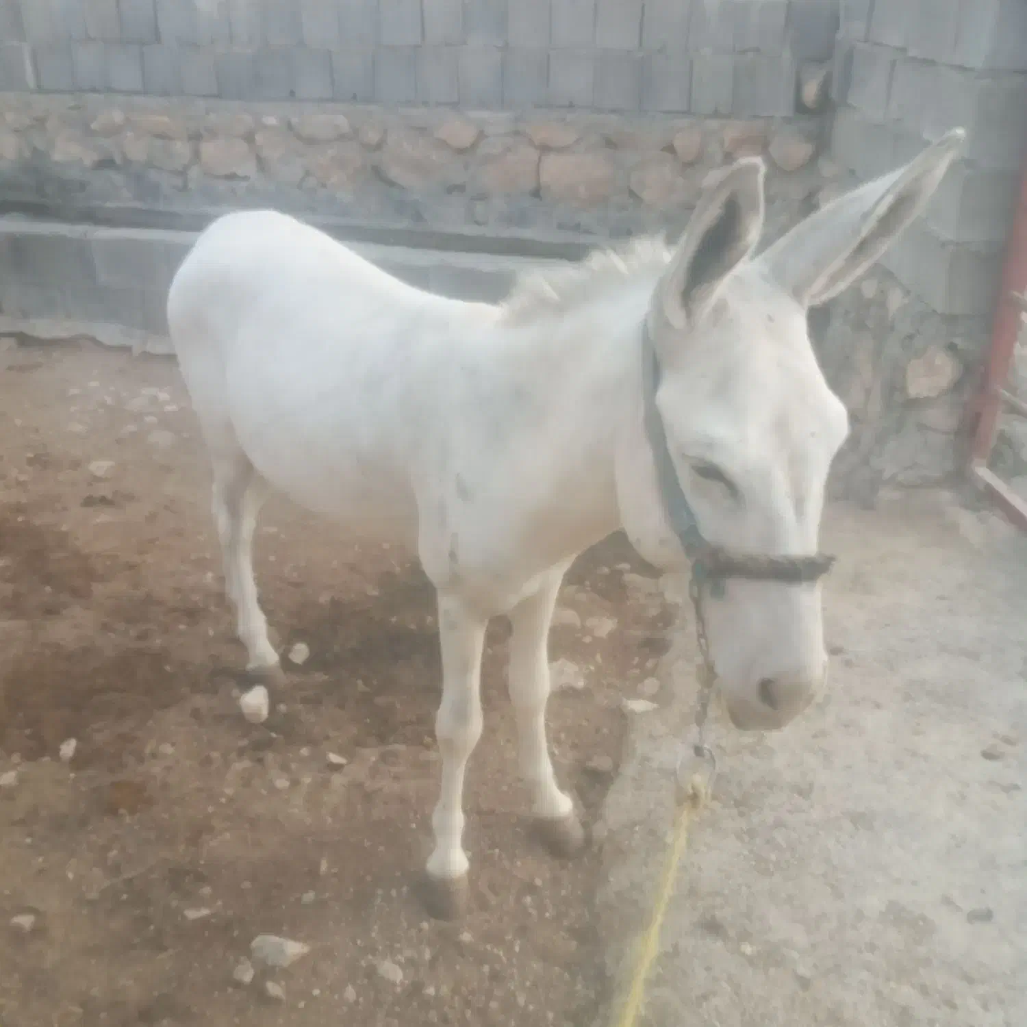 الاغ|حیوانات مزرعه|سیسخت, |دیوار