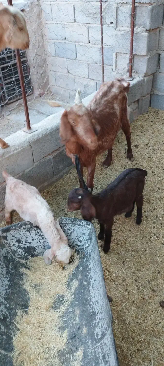 بز دورگ|حیوانات مزرعه|یزدان شهر, |دیوار