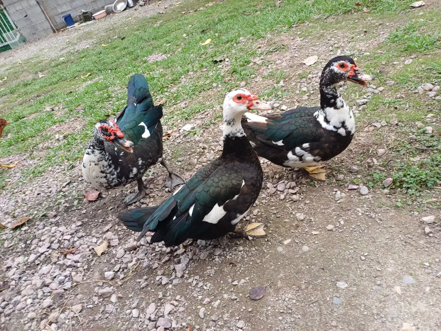 اردک روسی|پرنده|ماسال, |دیوار