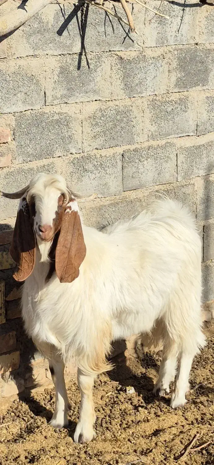 نربز یکساله پاکستانی|حیوانات مزرعه|نیمبلوک, |دیوار