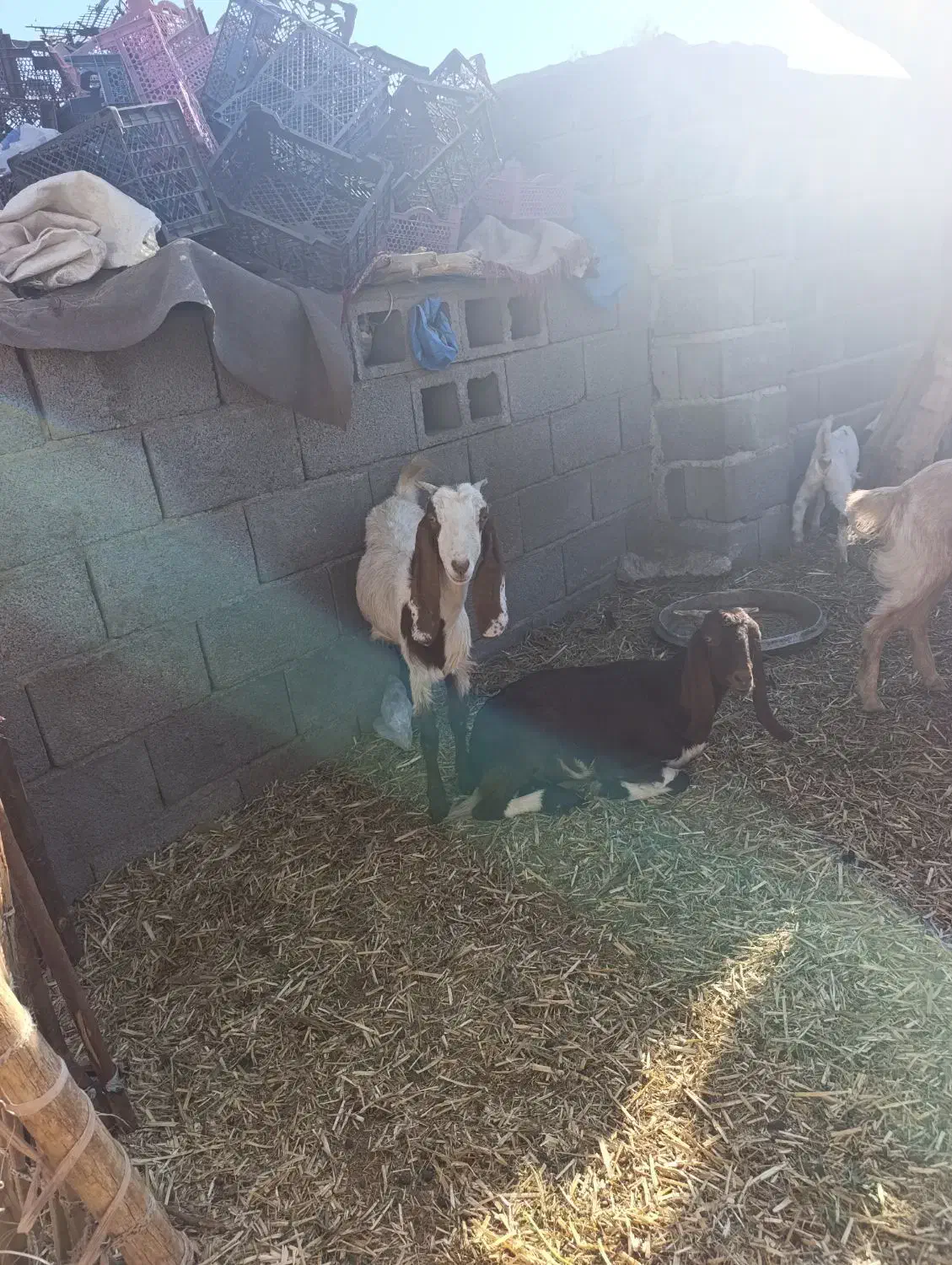 دوتا گیسه پاکستانی قیمت دوتا 15تومن|حیوانات مزرعه|قلعه گنج, |دیوار