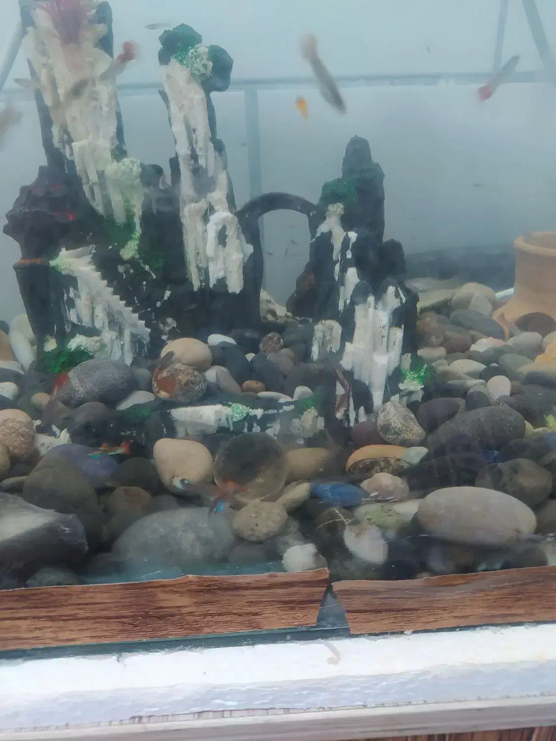 آکواریوم+پمپ+سنگ|ماهی|اراک, |دیوار