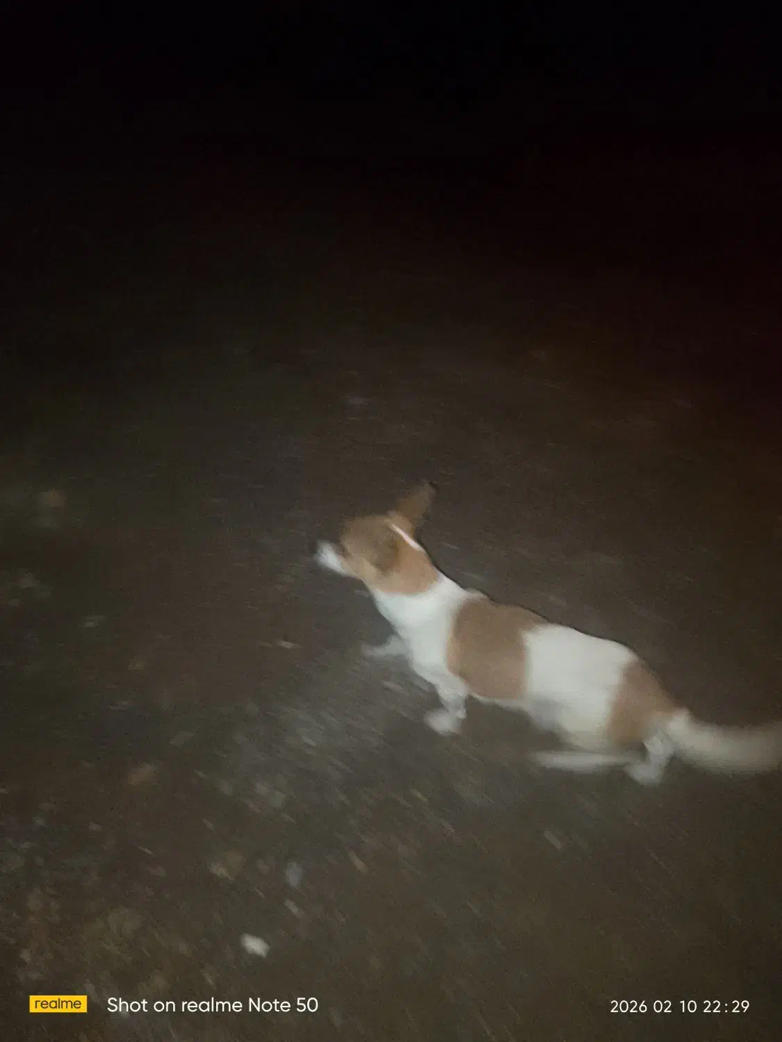 کوچوک پاپی|سگ|تربت‌حیدریه, حاجی یار‎|دیوار