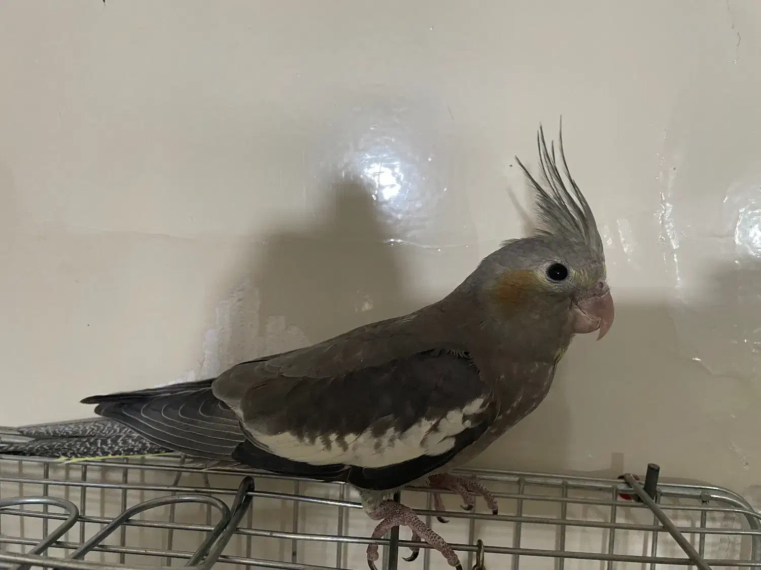 عروس هلندی|پرنده|فردیس, شهرک وحدت|دیوار