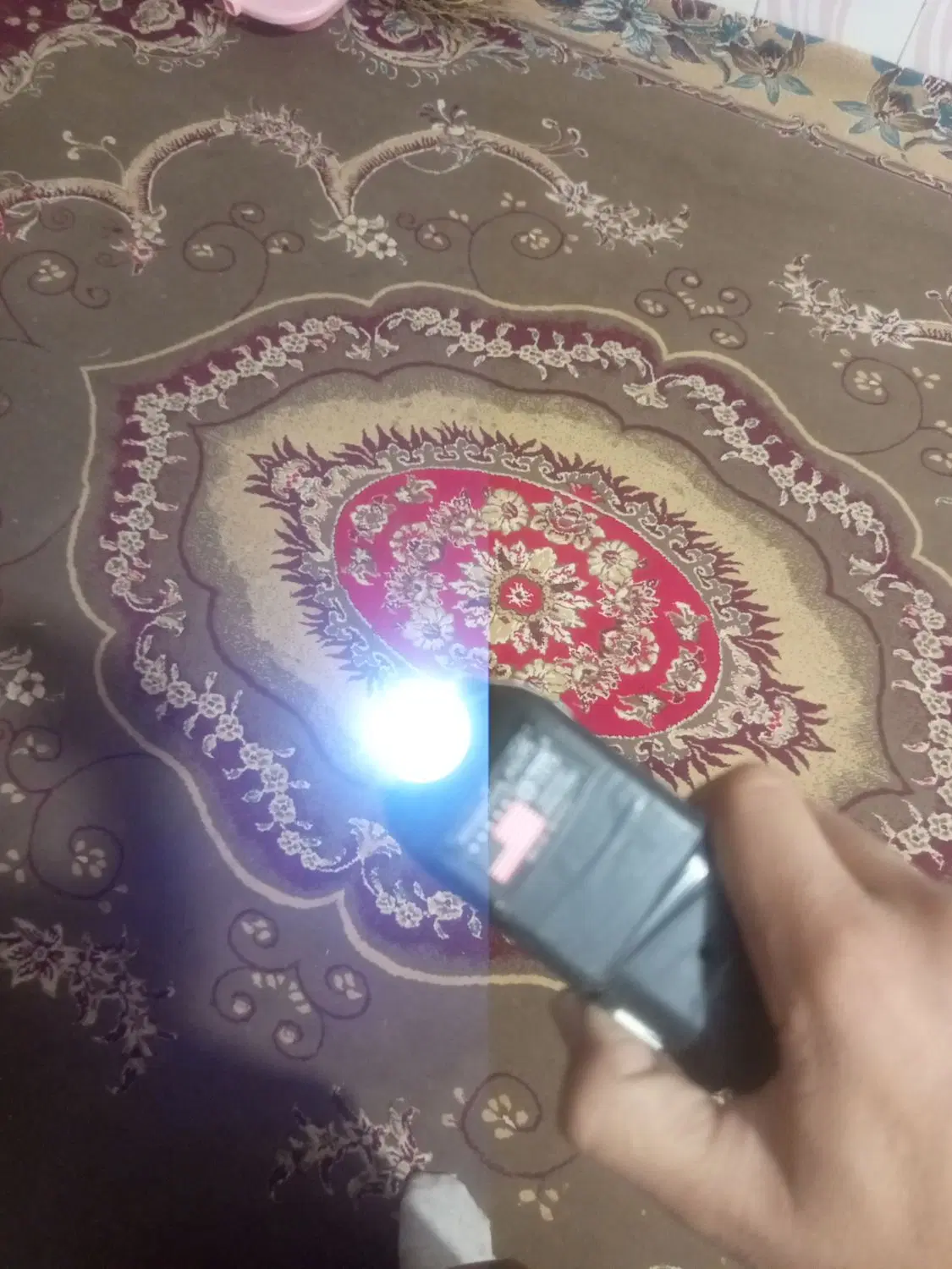 طوقی نر|پرنده|یاسوج, |دیوار
