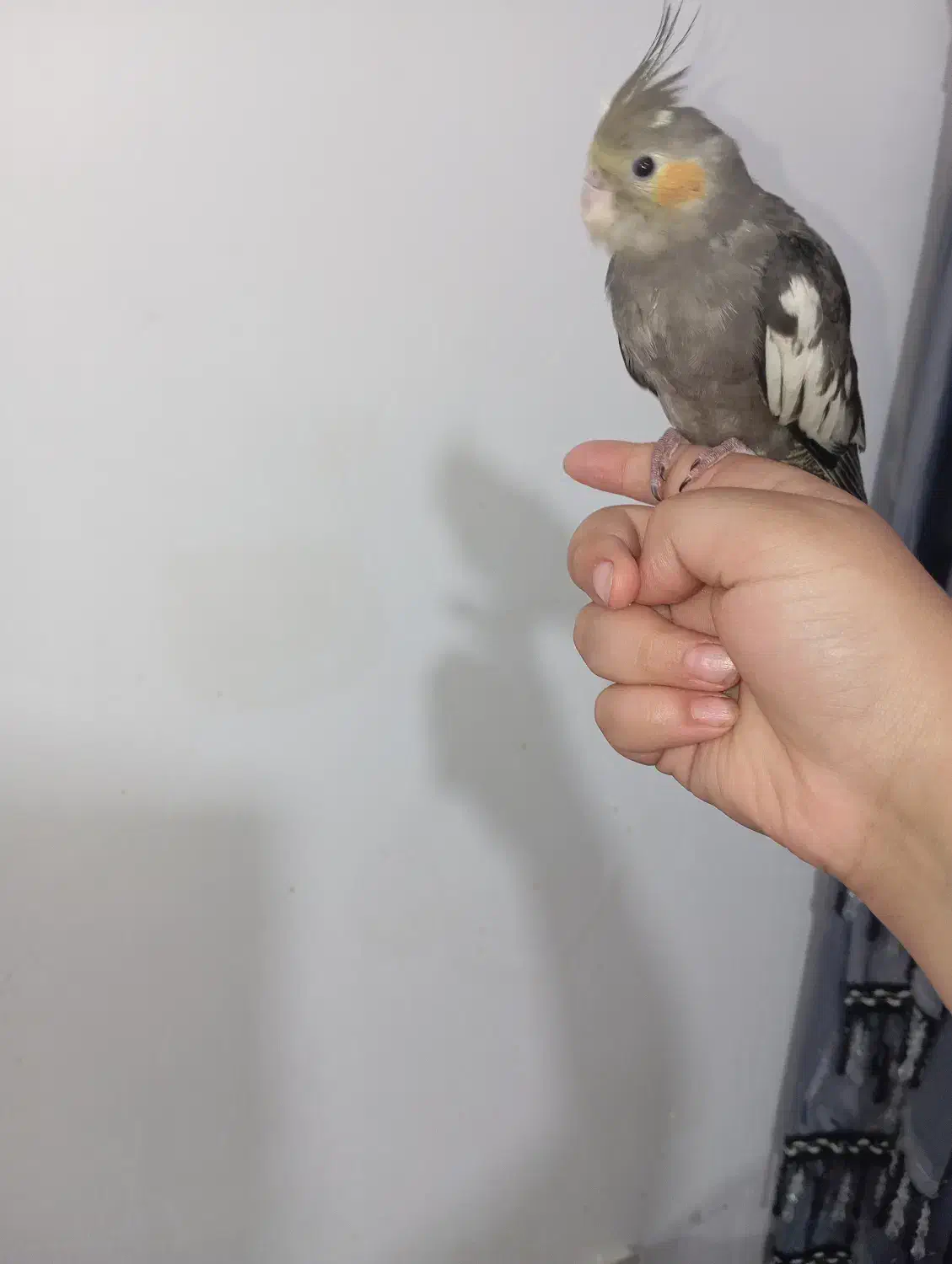 عروس هلندی|پرنده|نورآباد, |دیوار