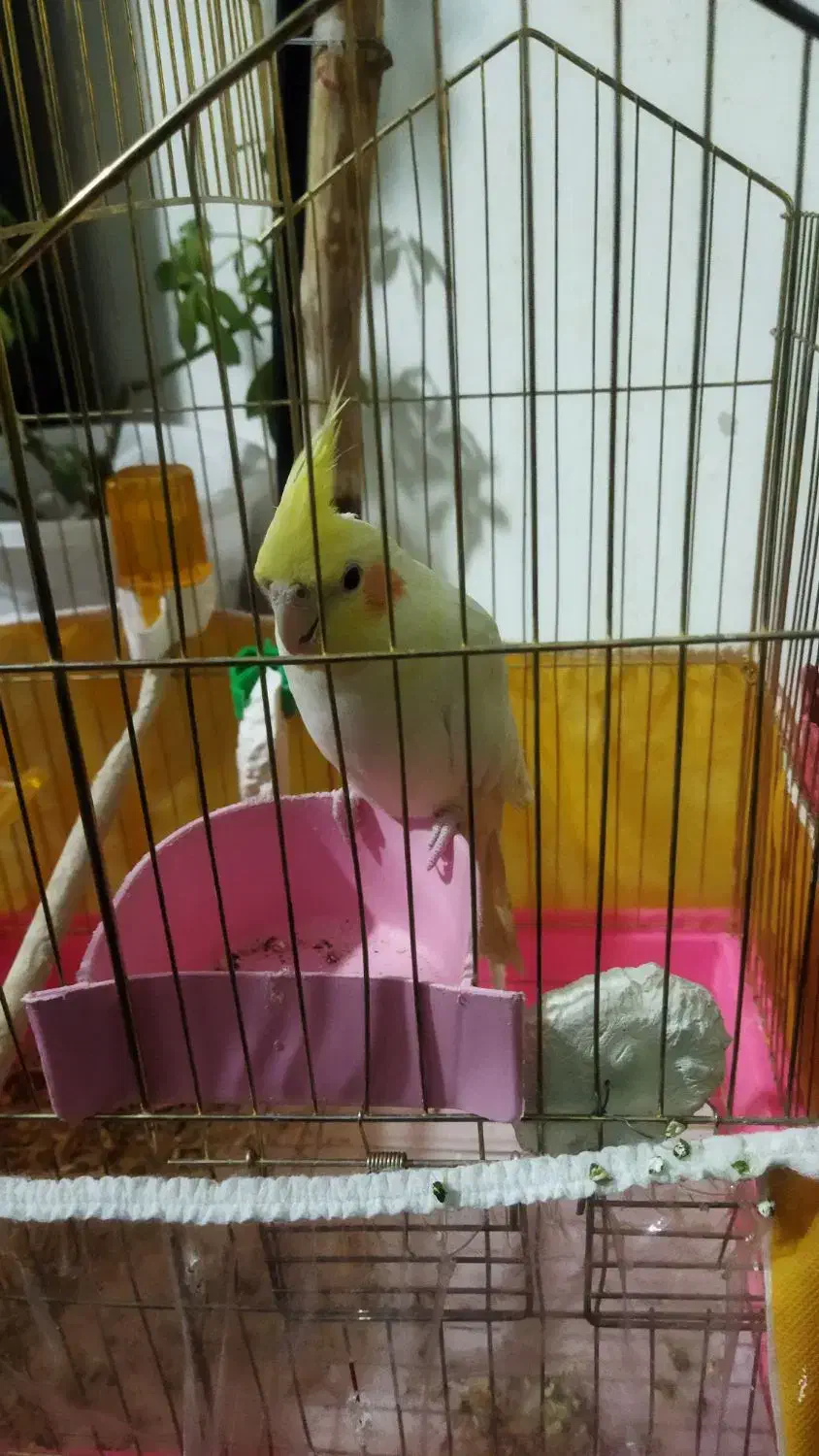 عروس هلندی نر دستی|پرنده|مشهد, شهرک مهرگان|دیوار